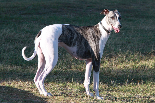 Dog Food for Greyhound