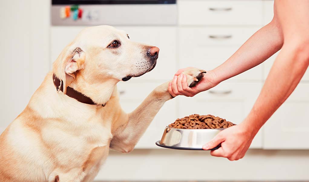 Wet Dog Food To Labrador Retriever