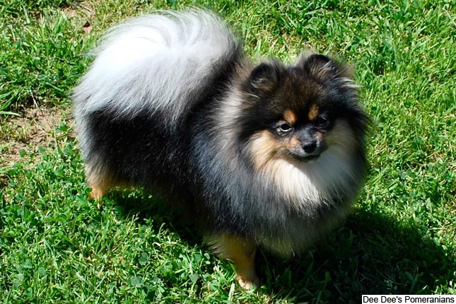 Dog Food for Pomeranian