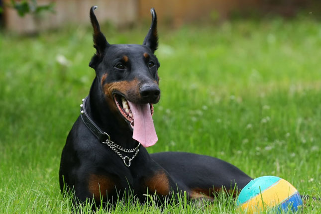 Dog Food for Doberman Pinscher