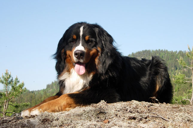 Dog Food for Bernese Mountain Dog