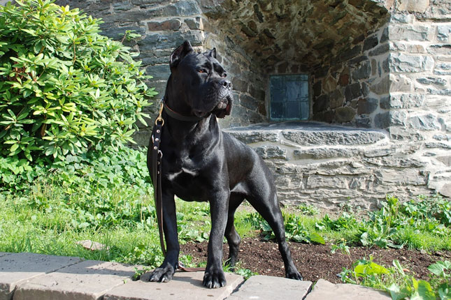 Dog Food for Cane-Corso