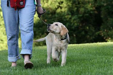 Leash Training Dogs And Puppies