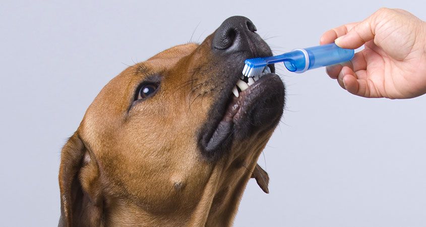 Dog Dental Care