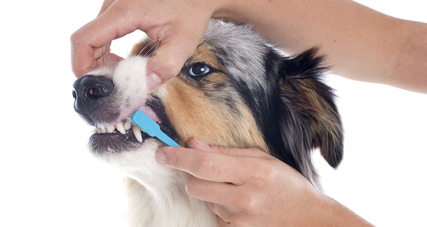 how to brush your dog's teeth?