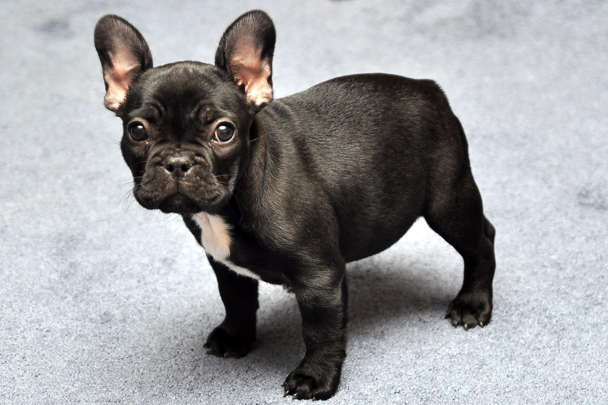 French Bulldog Information - Dog Breeds at thepetowners