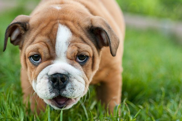 Bulldog Information - Dog Breeds at thepetowners