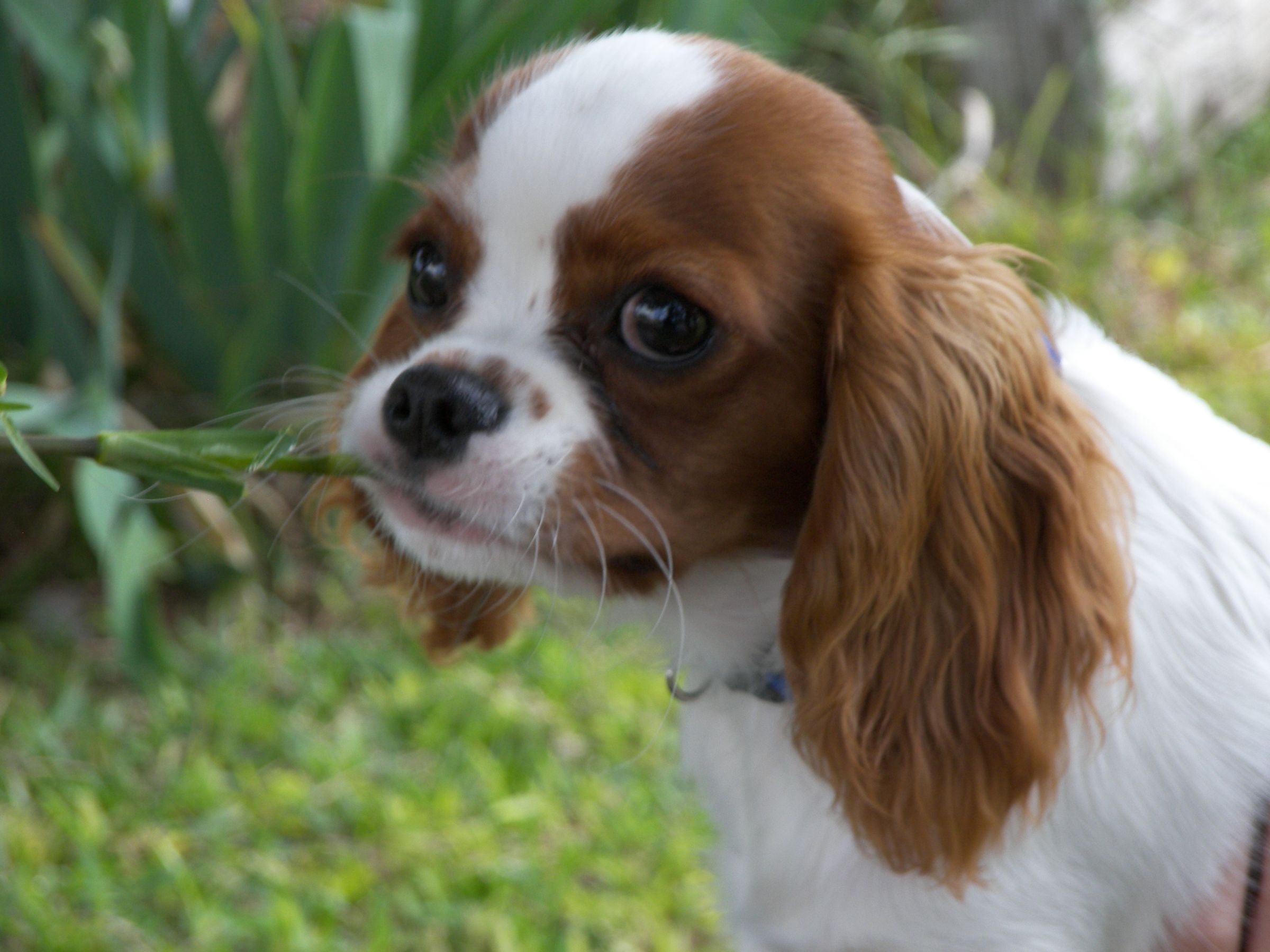 Cavalier King Charles Spaniel Information Dog Breeds at
