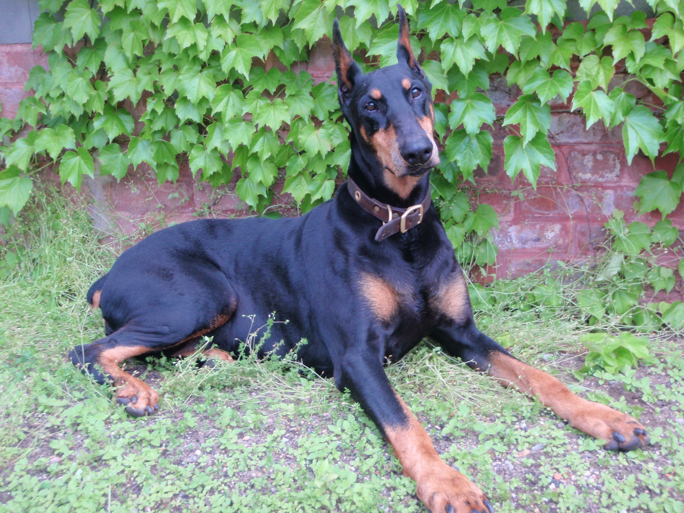 Blue Doberman Pinscher: Health Issues and Care - wide 6