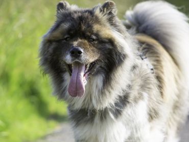 Akita Information - Dog Breeds at thepetowners