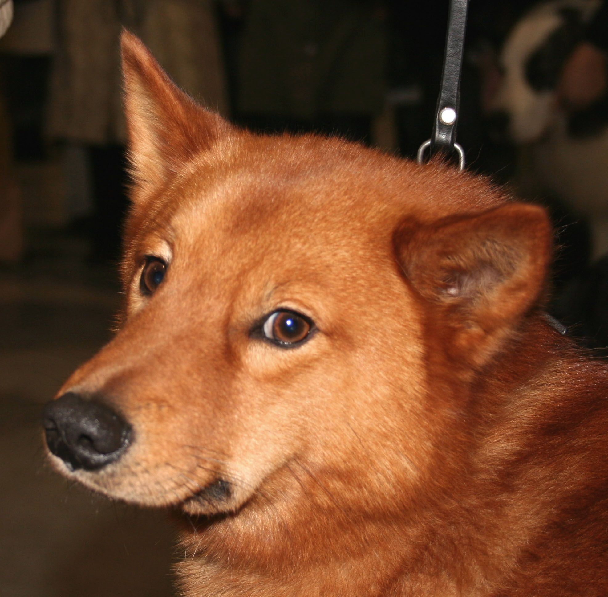 Finnish Spitz Information Dog Breeds at thepetowners