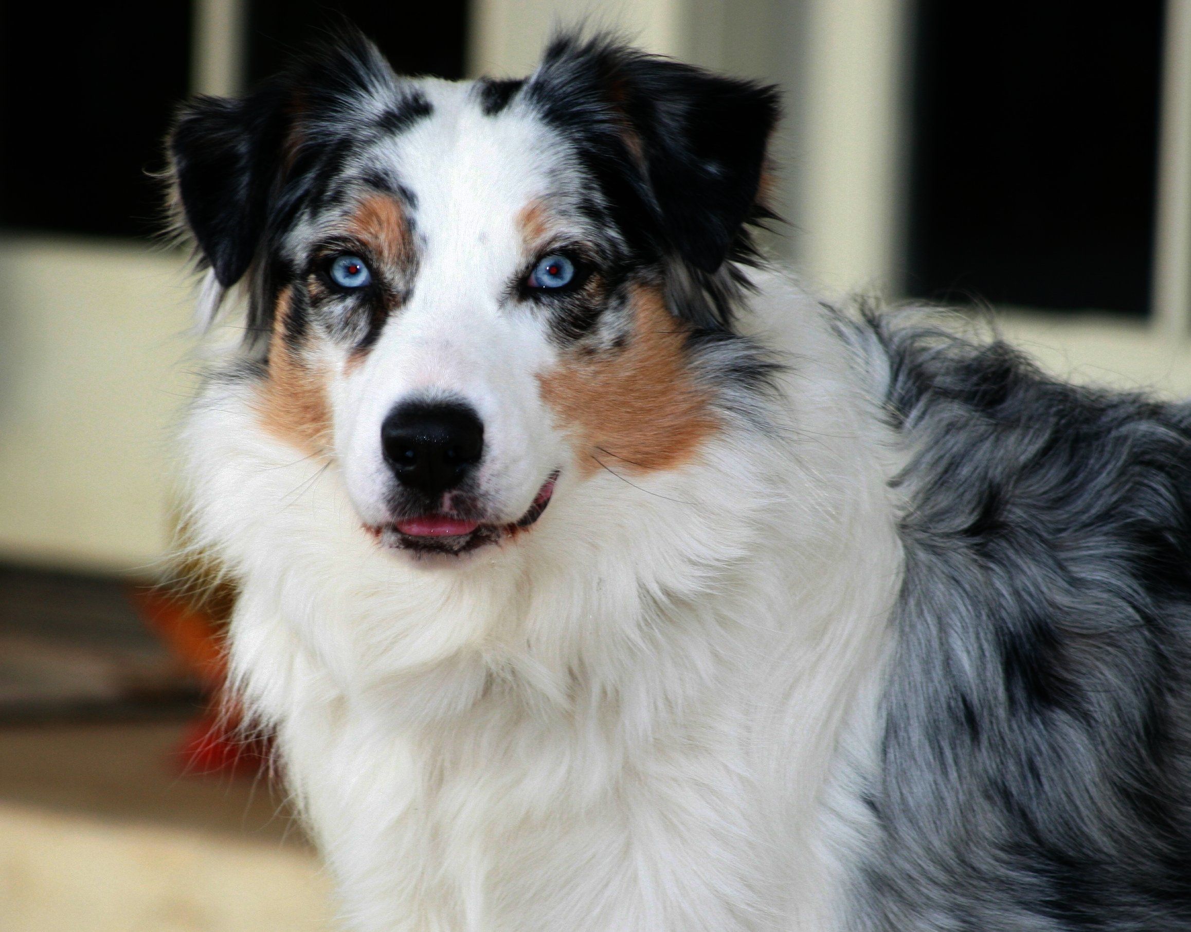 Australian Shepherd Information Dog Breeds at thepetowners