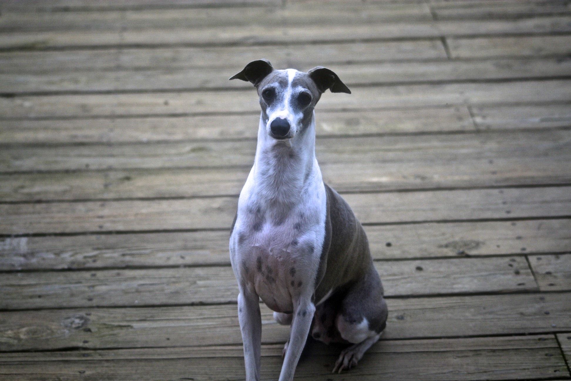Italian Greyhound Information - Dog Breeds at thepetowners